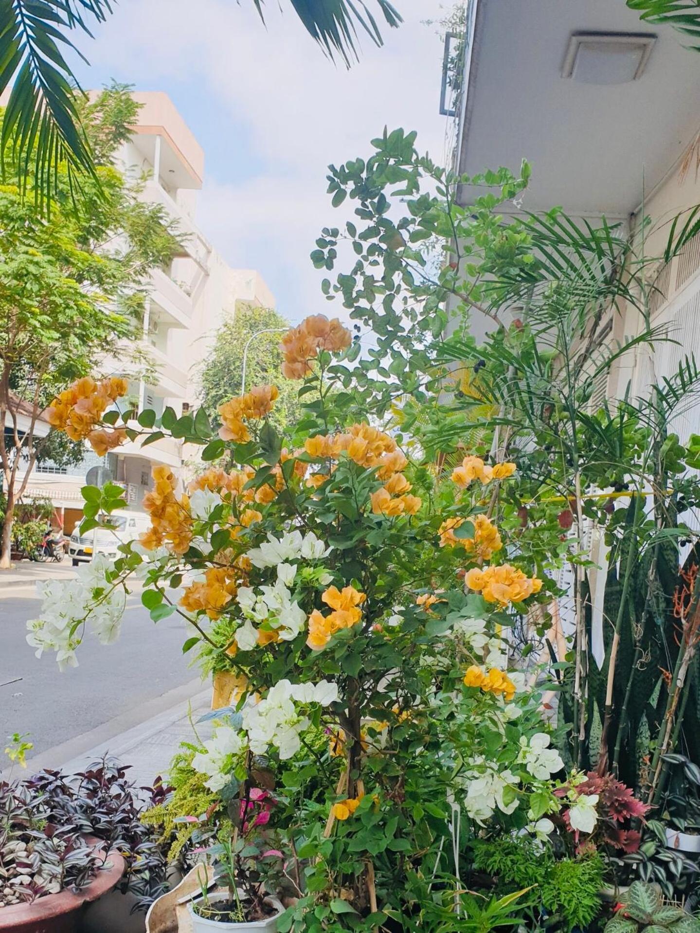 Hotel Chez Lotus Rose Ciudad Ho Chi Minh  Exterior foto